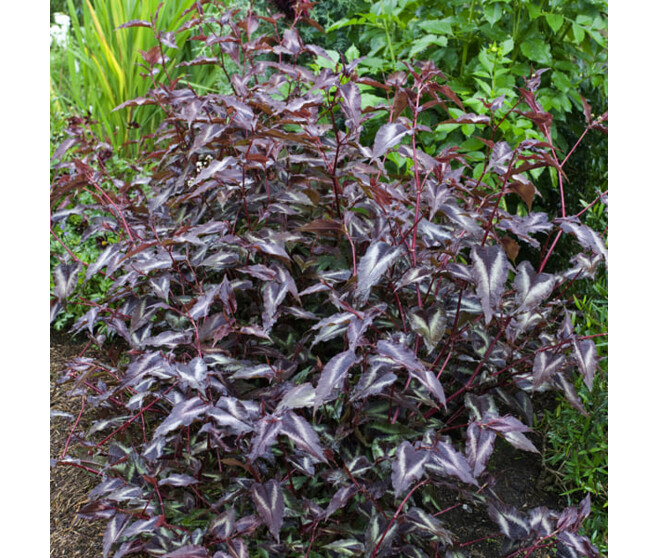 POLYGONUM MICROCEPHALA RED DRAGON BQ10