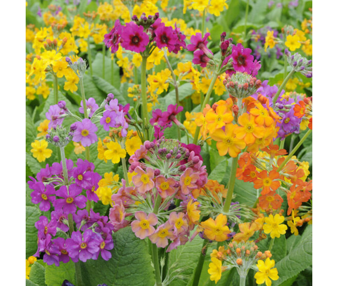 PRIMULA BULLEESIANA BQ10
