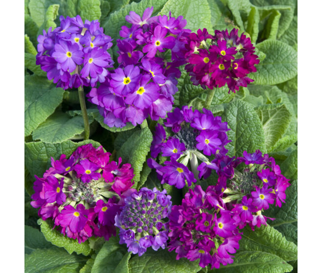 PRIMULA DENTICULATA RONSDORF BQ10