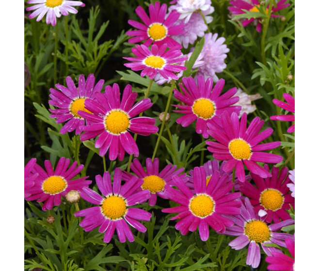PYRETHRUM COCCINEUM ROSE BQ10