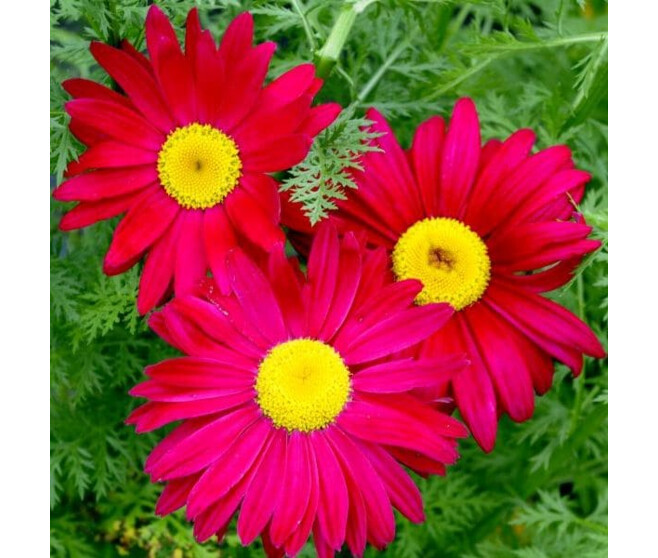 PYRETHRUM COCCINEUM ROUGE BQ10