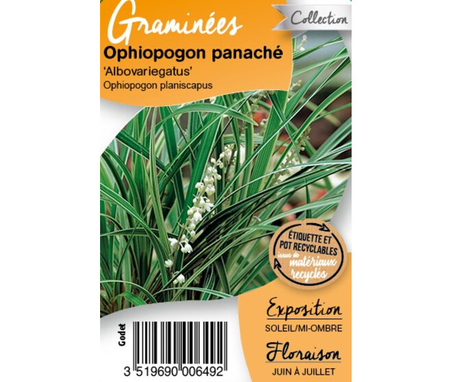 OPHIOPOGON ALBOVARIEGATUS BQ10
