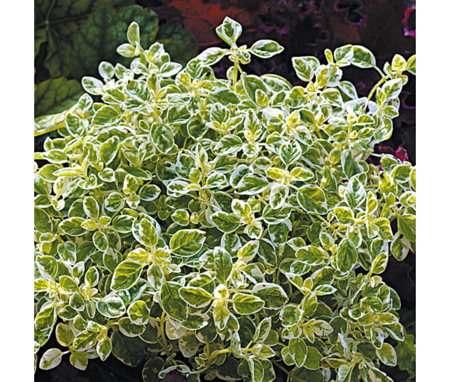 ORIGANUM VULGARE COUNTRY CREAM BQ10