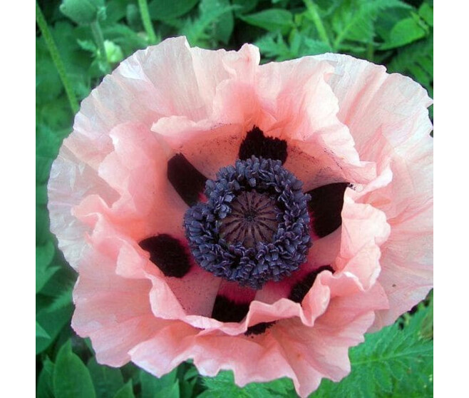 PAPAVER PRINZESSIN VIKTORIA LUISE BQ10