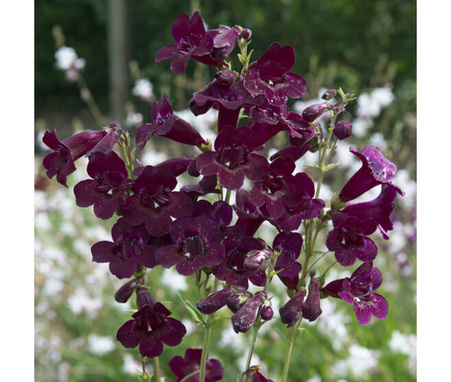 PENSTEMON BLACK BIRD BQ10