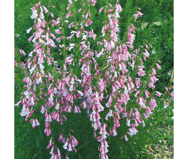 PENSTEMON EVELYN BQ10