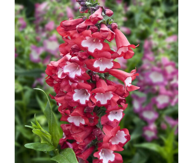 PENSTEMON LE PHARE BQ10