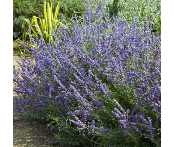 PEROVSKIA ATRIPLICIFOLIA BLUE STEEL BQ10