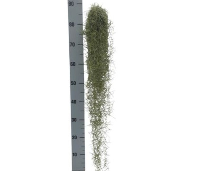 TILLANDSIA USNOIDES 80CM