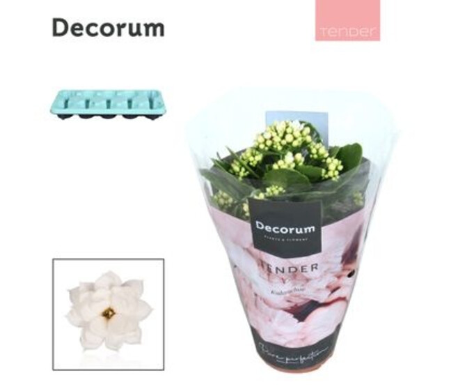 KALANCHOE FL DBLE BLANC