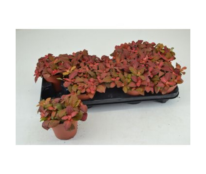 FITTONIA RUBY RED
