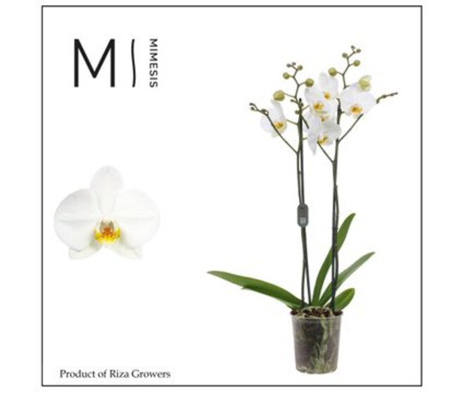 PHALAENOPSIS 2BR BLANC