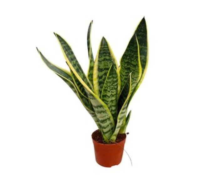 SANSEVIERIA FUTURA SUPERBA