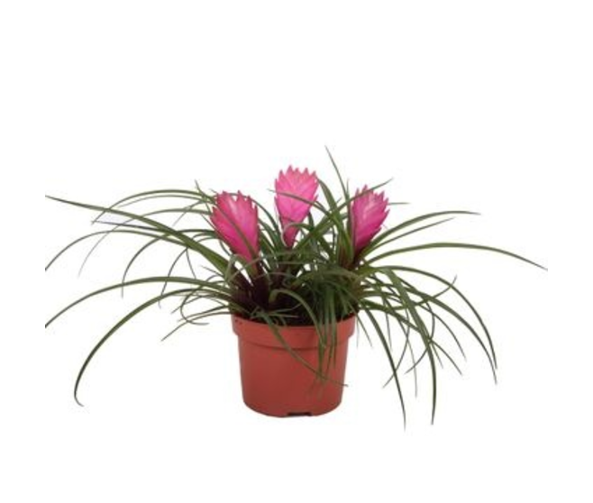 TILLANDSIA CYANEA ANITA 3PP