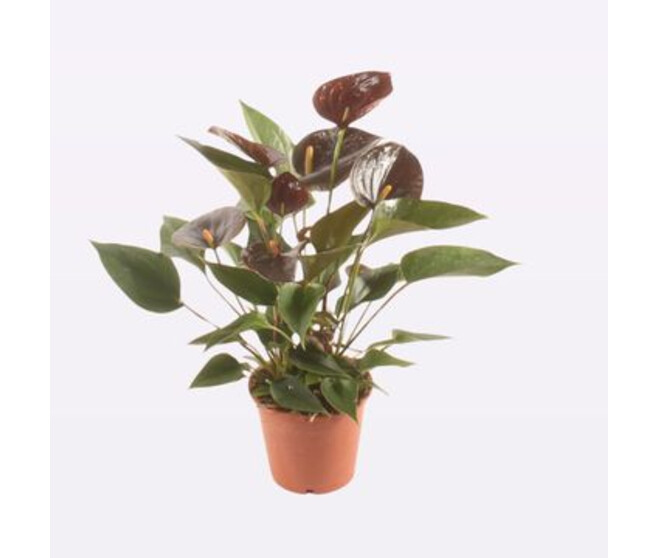 ANTHURIUM ANDREANUM CHOCOLAT