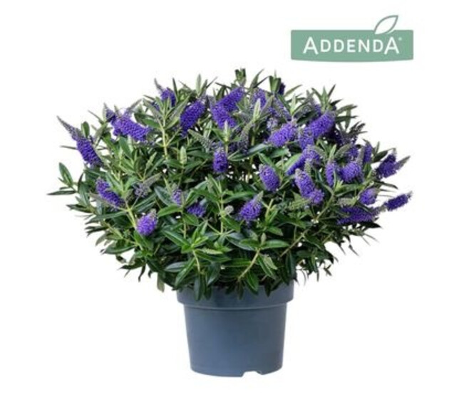 VERONIQUE DONNA BLEUE