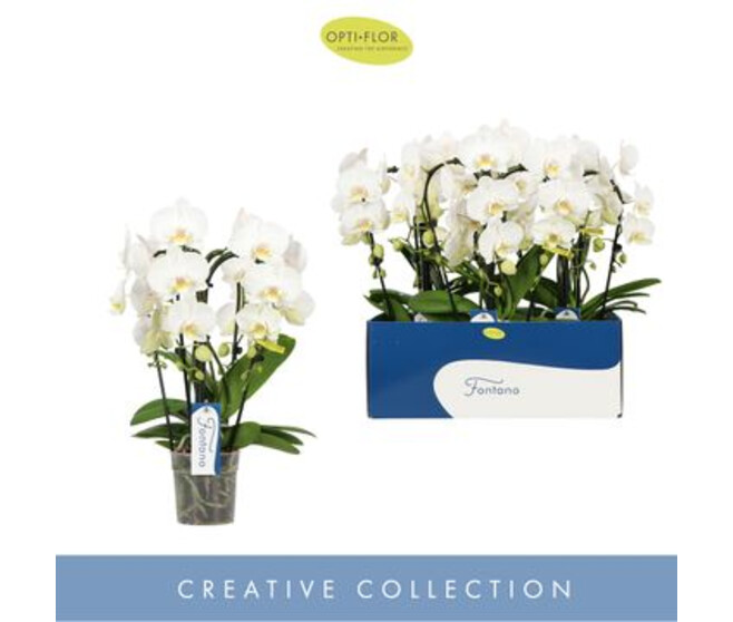 PHALAENOPSIS 4BR BELAGGIO