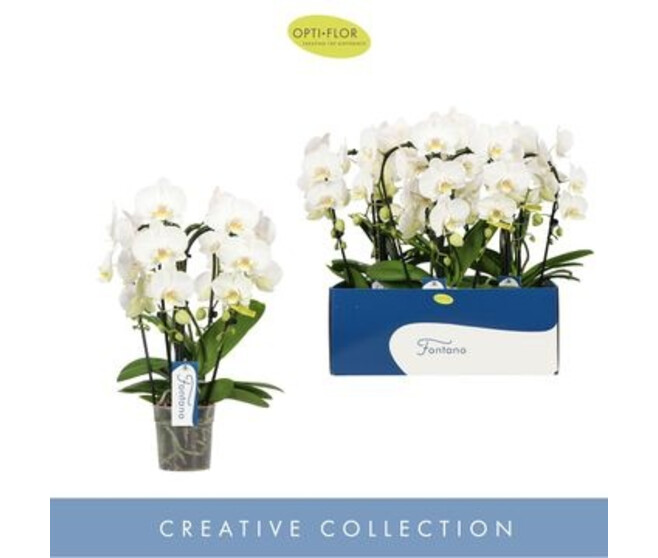 PHALAENOPSIS 4BR BELAGGIO