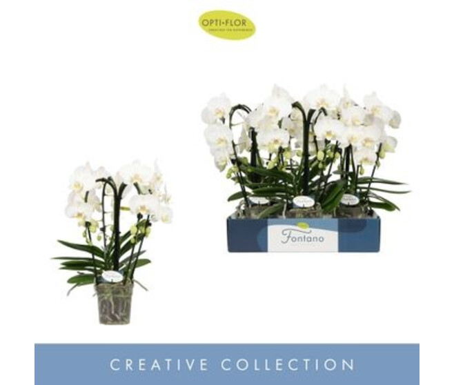 PHALAENOPSIS 4BR BELAGGIO