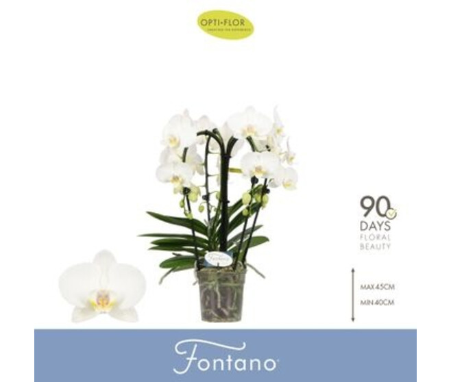 PHALAENOPSIS 4BR BELAGGIO