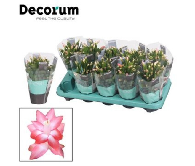 SCHLUMBERGERA NAOMI