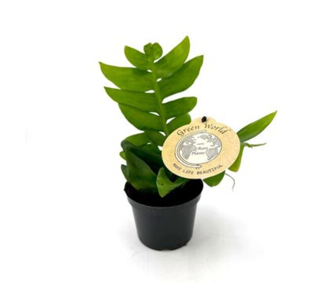 EPIPHYLLUM ANGULIGER