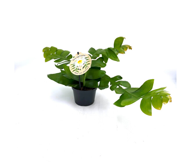 EPIPHYLLUM ANGULIGER