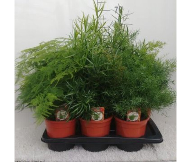 ASPARAGUS VARIE