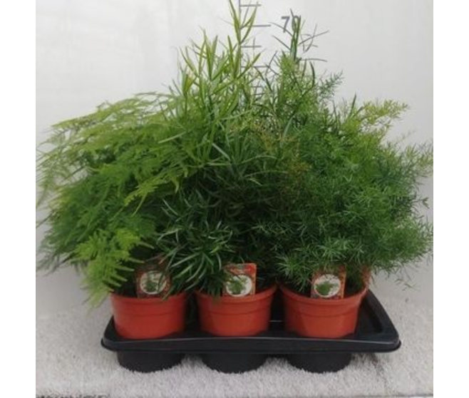 ASPARAGUS VARIE