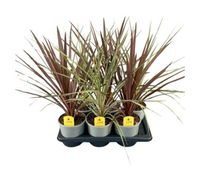 CORDYLINE AUSTRALIS VARIE