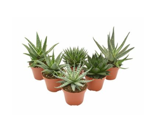 ALOE VARIES