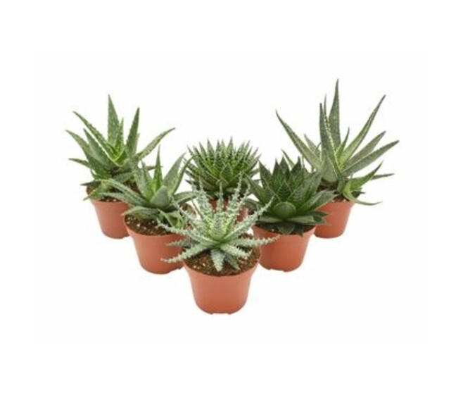 ALOE VARIES