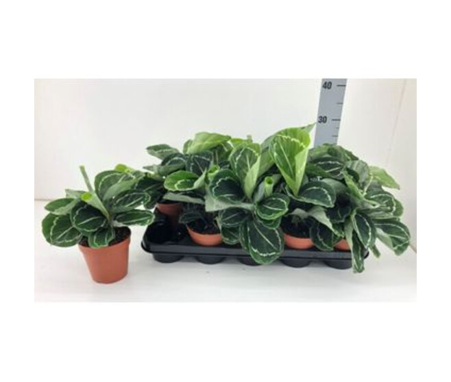 CALATHEA GREEN JULIA