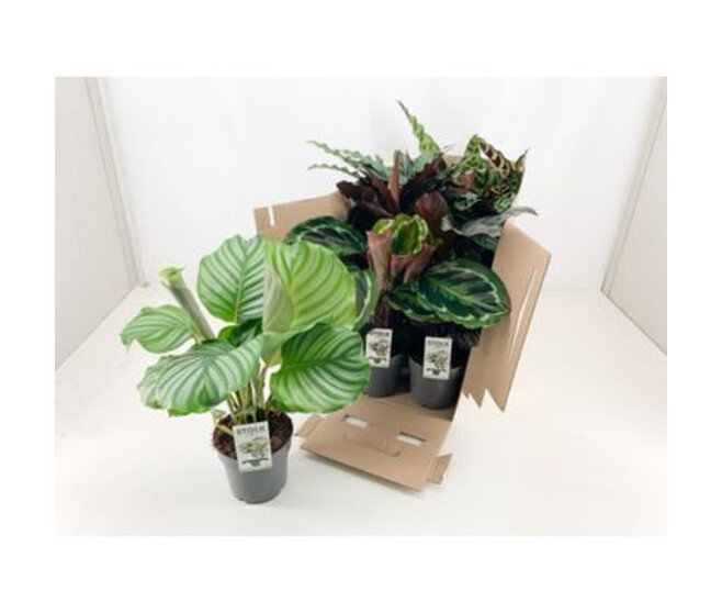 CALATHEA VARIES