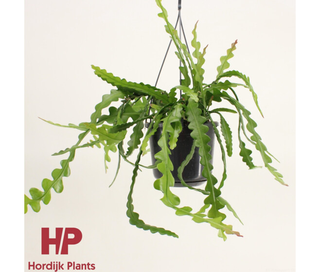 EPIPHYLLUM ANGULIGER SUSP