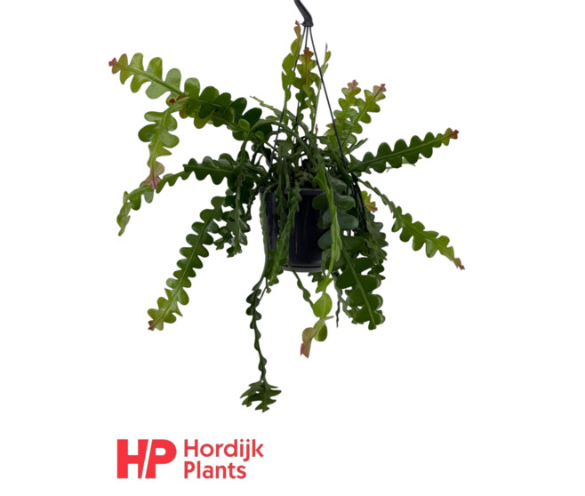 EPIPHYLLUM ANGULIGER SUSP