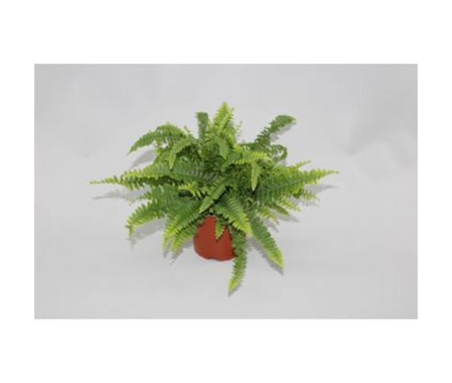 NEPHROLEPIS GREEN LADY