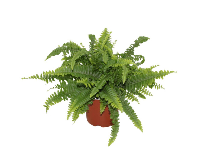 NEPHROLEPIS GREEN LADY