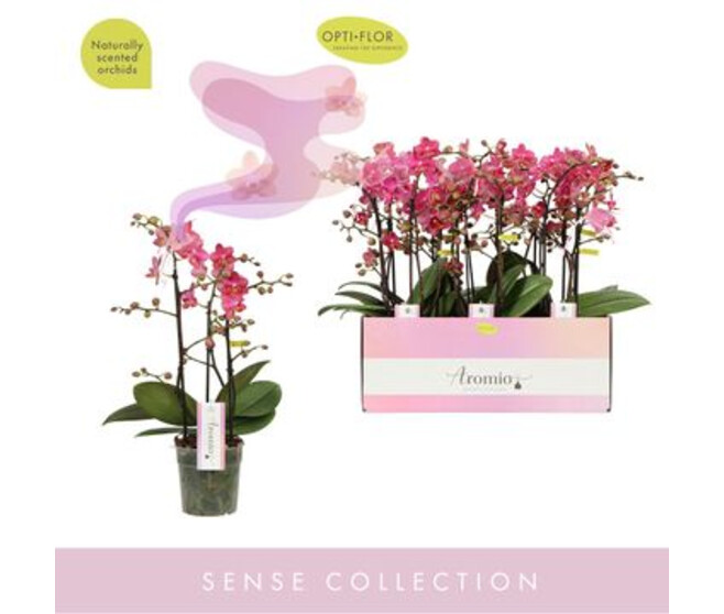 PHALAENOPSIS 3BR MF AROMIO FLORAL