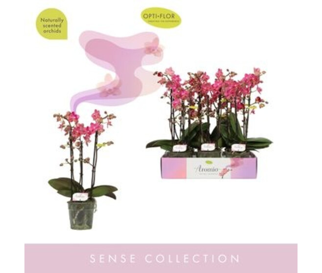 PHALAENOPSIS 3BR MF AROMIO FLORAL