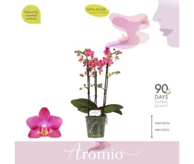 PHALAENOPSIS 3BR MF AROMIO FLORAL