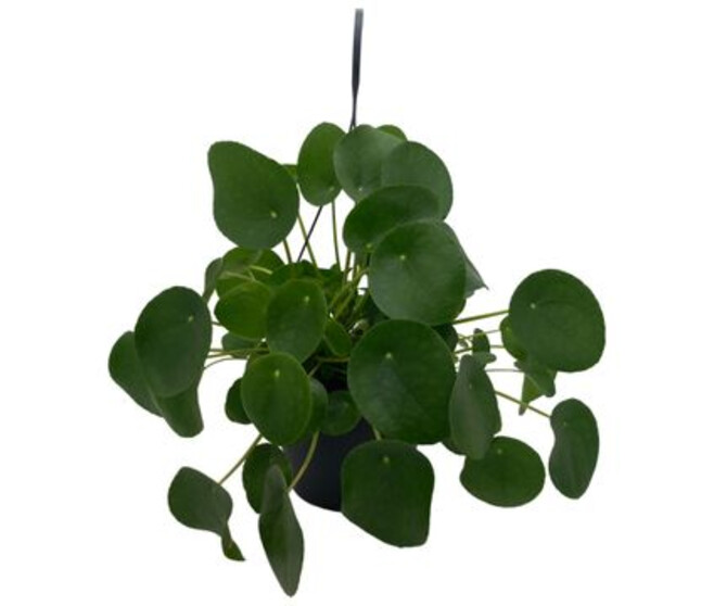 PILEA PEPEROMOIDES