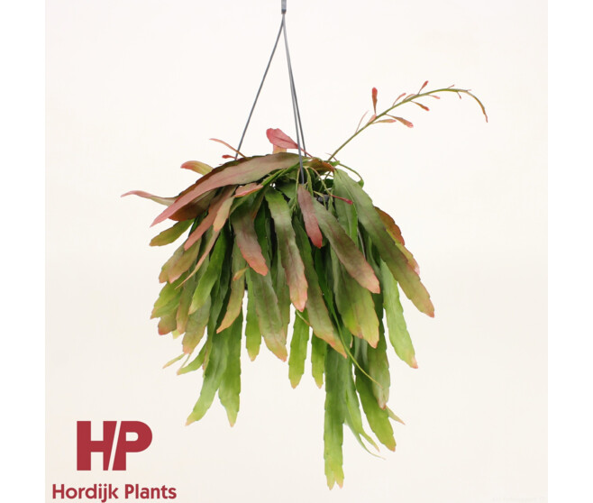 PSEUDORHIPSALIS RED CORAL SUSP