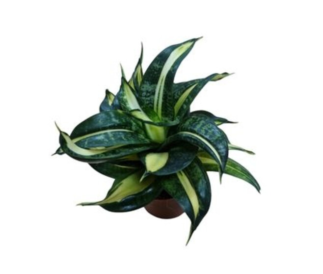 SANSEVIERIA TRIFASCIATA HAHNII