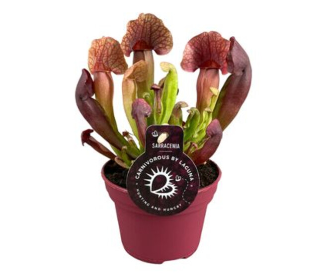 SARRACENIA CATESBAEI