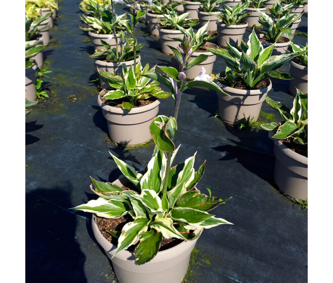 HOSTA PATRIOT