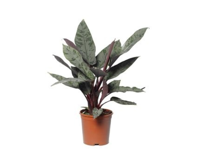 APOBALLIS ACUMINATISSIMA