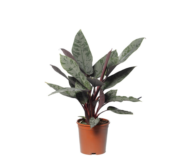 APOBALLIS ACUMINATISSIMA