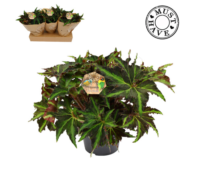 BEGONIA REX MAGIC COLOURS LION DANCE