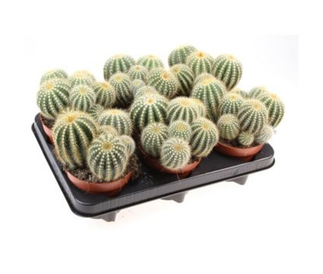 CACTUS NOTO WARASSI